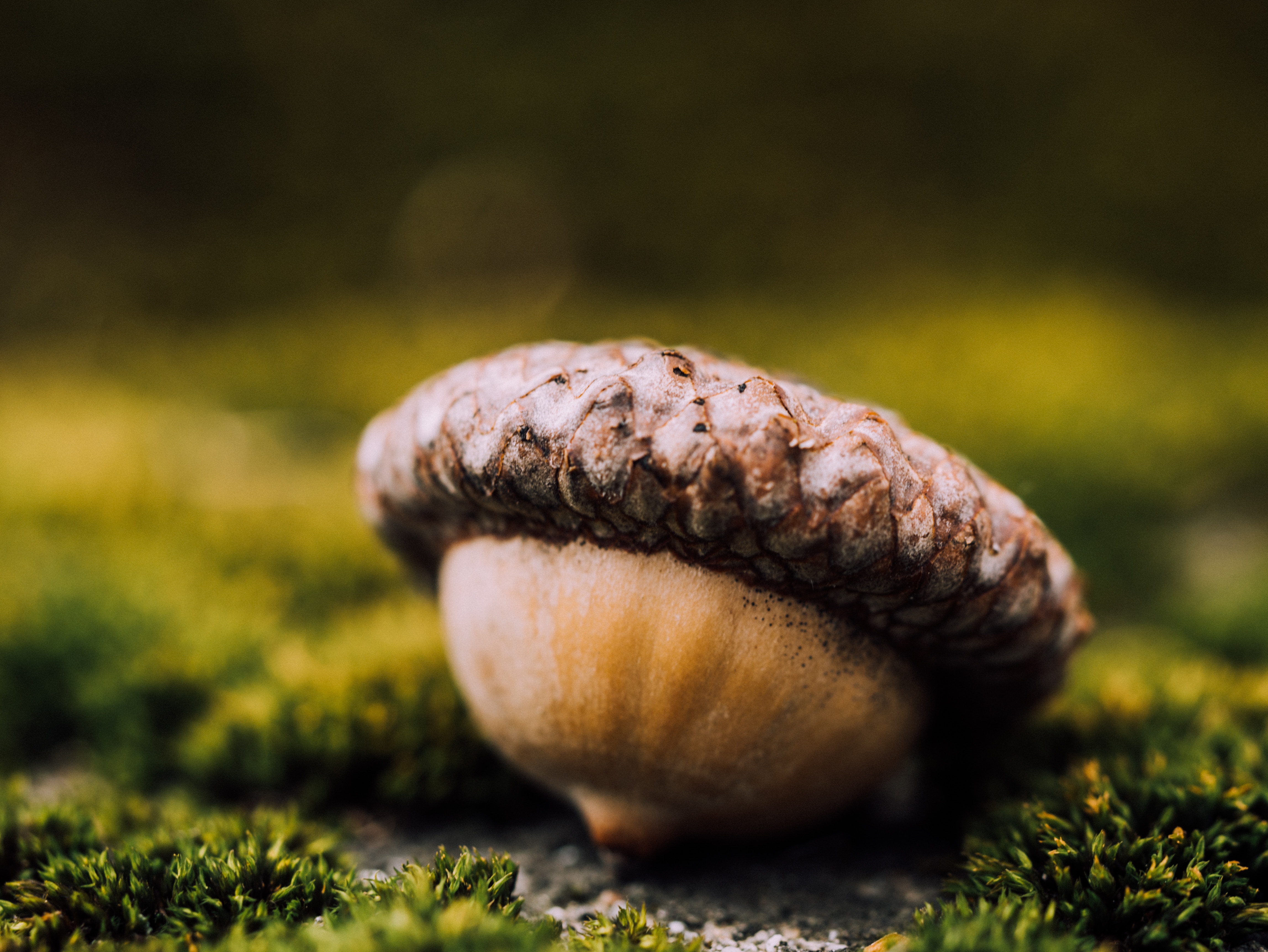 The seed of a Dream