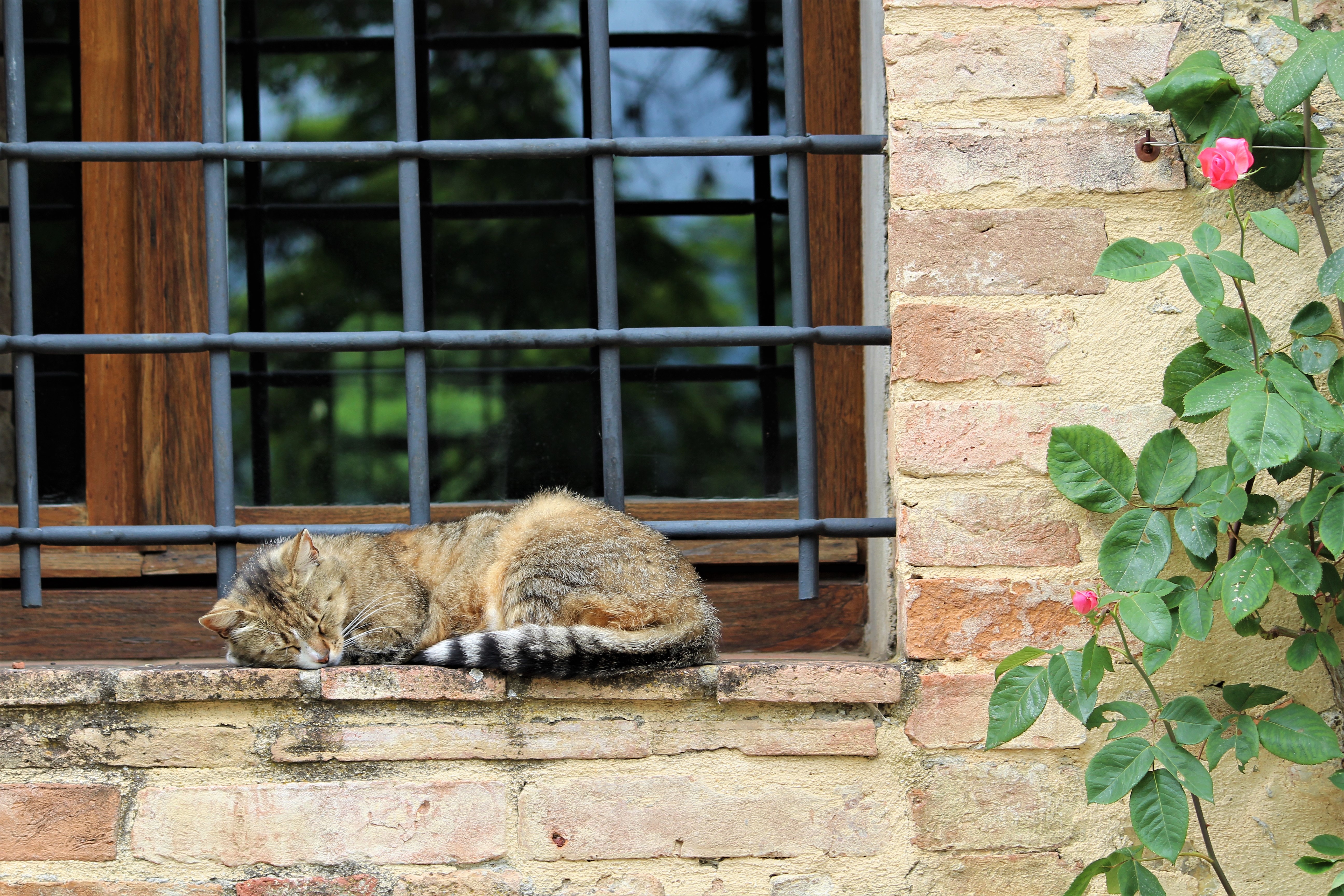 Small Actions, Including Cat Naps, Can Pack a Big Benefit!