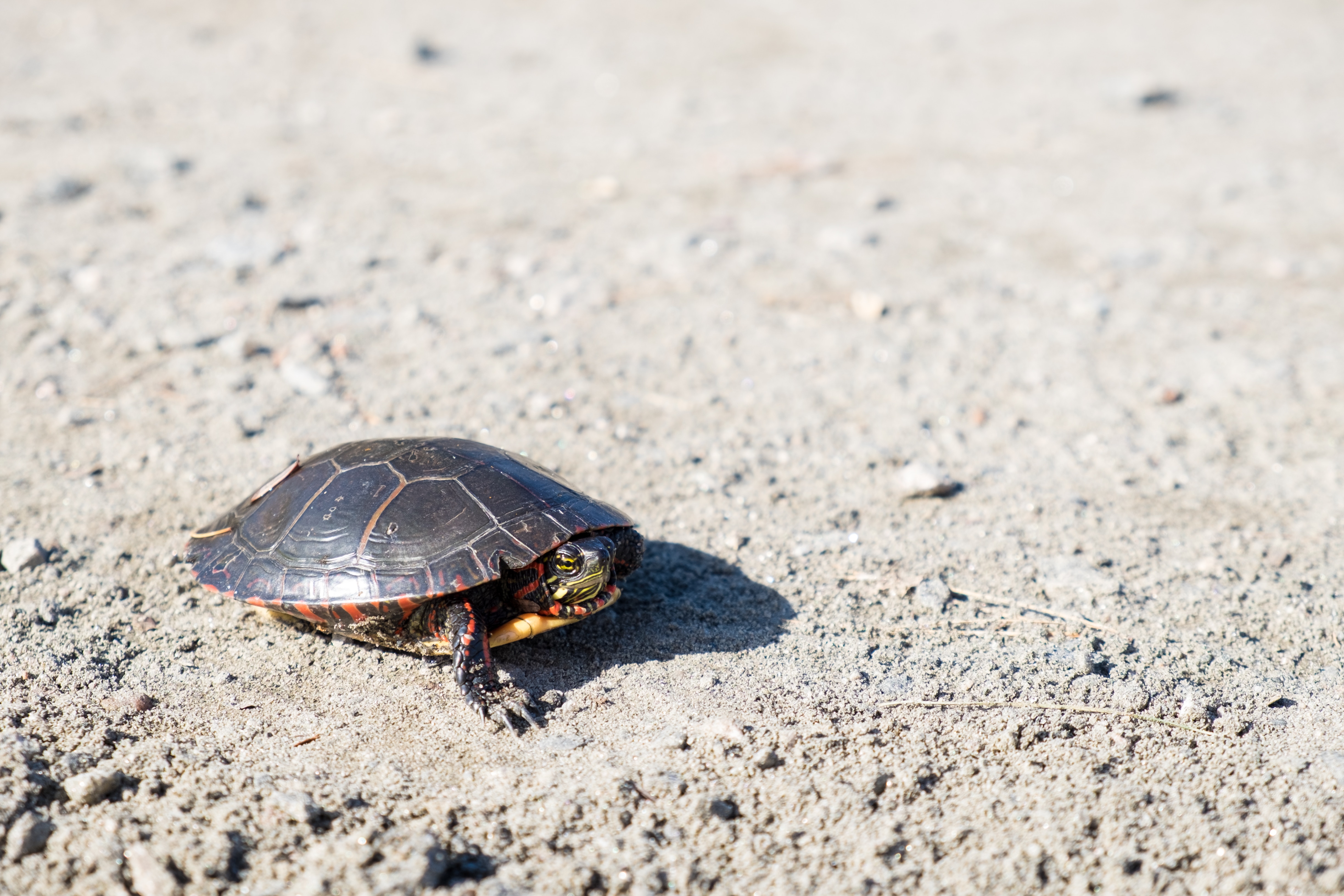 Slow and Steady Wins the Race
